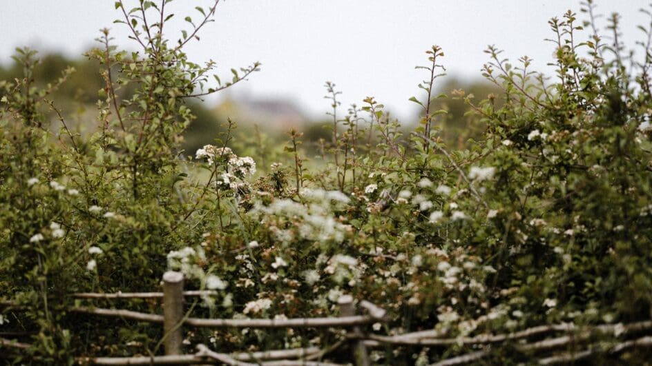 Hedgerows