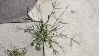Weeds growing through pavement