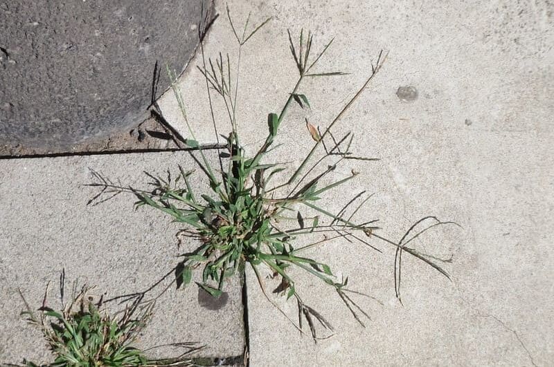 Weeds growing through pavement