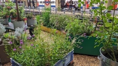 Acton tube station garden made by TfL staff for their annual In Bloom gardening competition