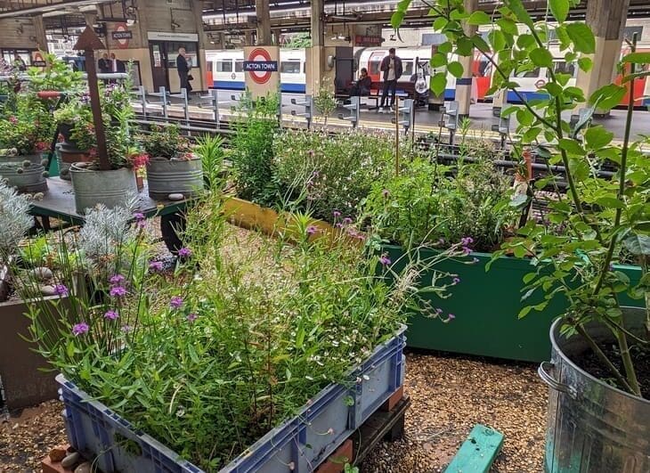 Acton tube station garden made by TfL staff for their annual In Bloom gardening competition