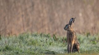 Hare in a field