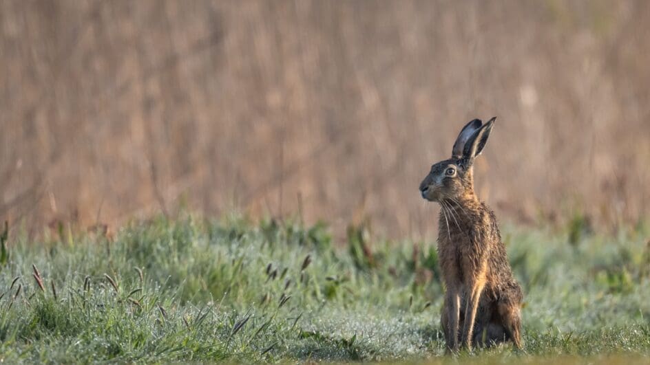 Hare in a field