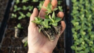 Photo of plants being propagated