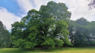 The winner of UK Tree of the Year 2023 is Wrexham's Acton Park sweet chestnut