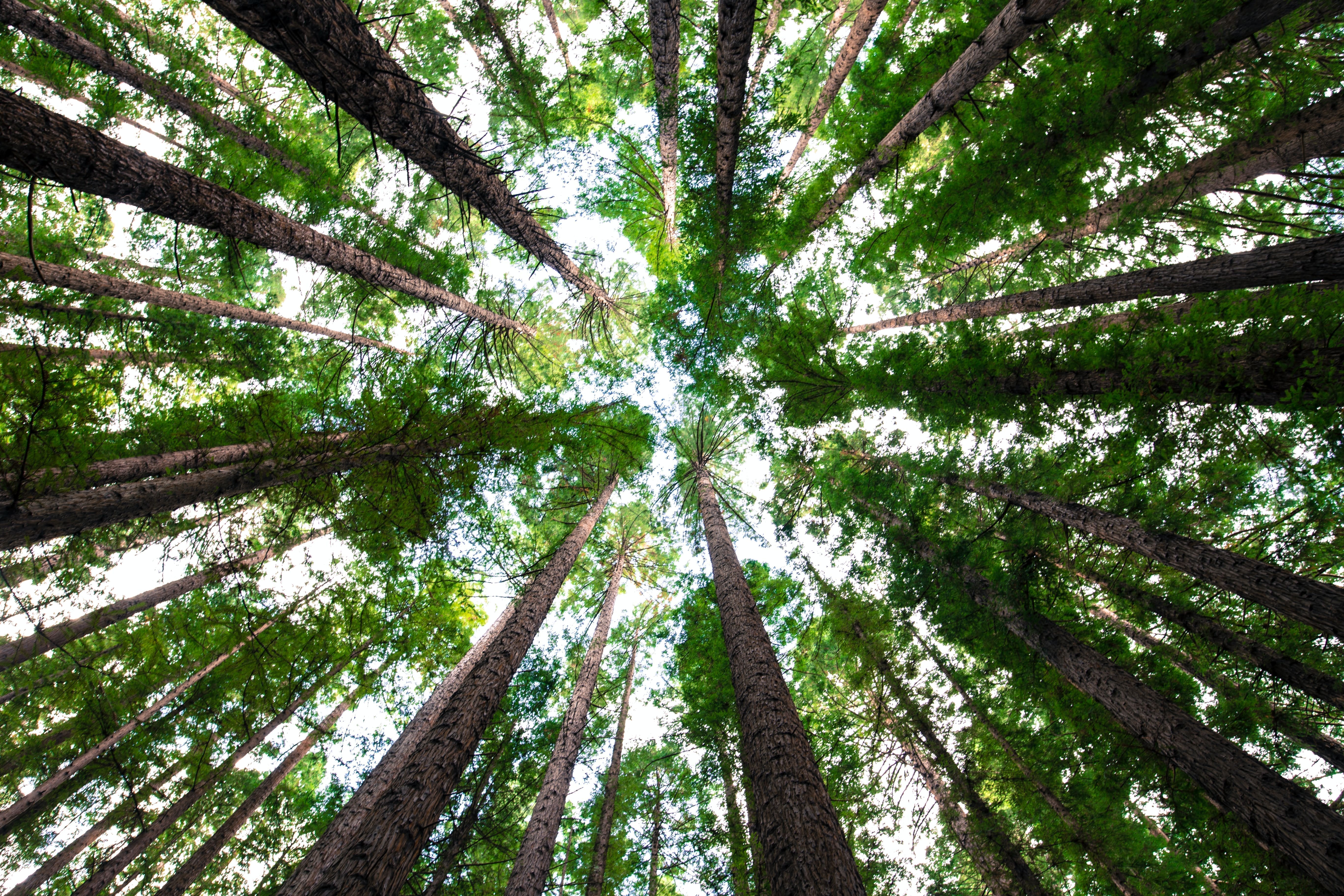 Trees seen from the ground up