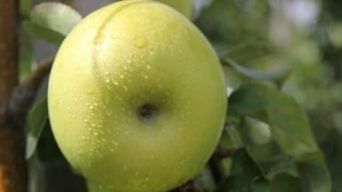 PIA41 Apple