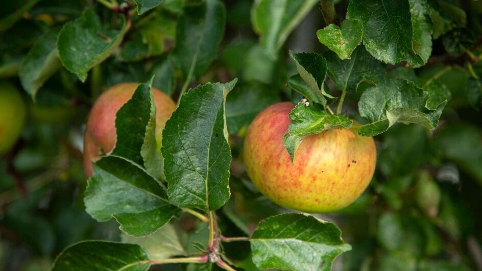 Apple on apple tree