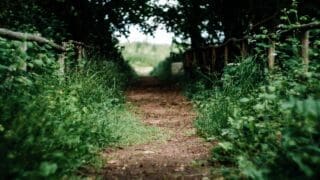 Path towards heart shaped leaves