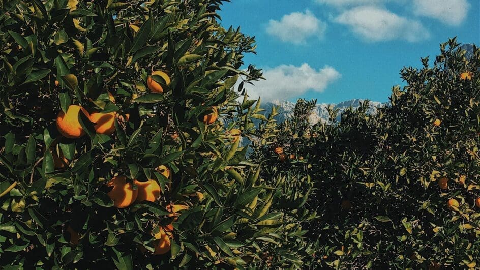 Oranges in Mallorca