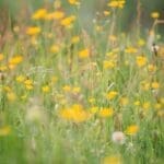 Meadow buttercup flowers