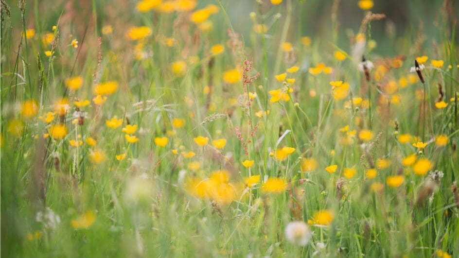 Meadow buttercup flowers
