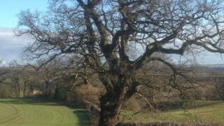 Darwin's Oak Tree