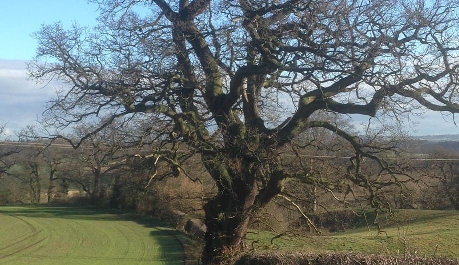 Darwin's Oak Tree