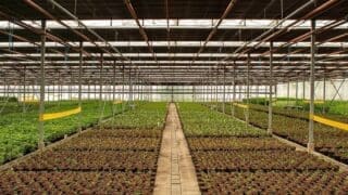 Greenwood plants nursery