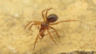 Endangered Horrid_Ground_Weaver_(Nothophantes_horridus)