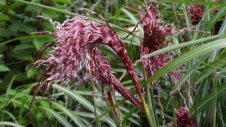 Miscanthus-Boucle