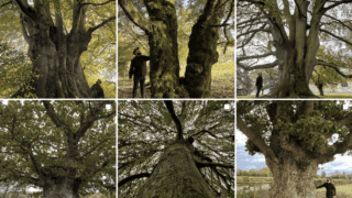 Dan Crowley Dendrologist, Plantsman, Writer