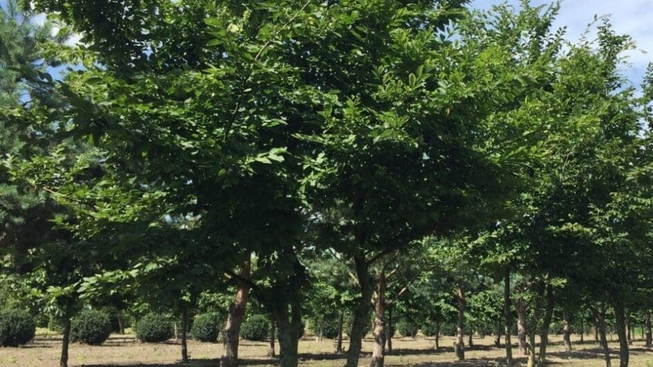 Carpinus betulus trees at Smits Tree Nursery in the Netherlands