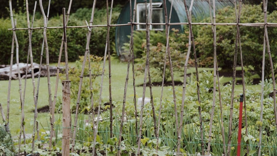 Grow Your Own Vegetable patch in a garden