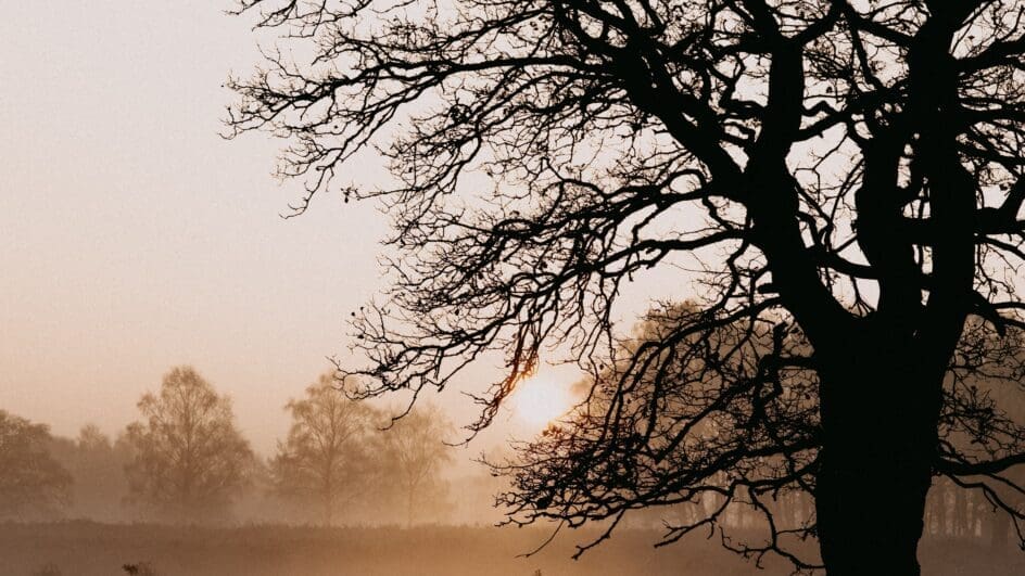 New Forest Landscape with big tree at sunrise
