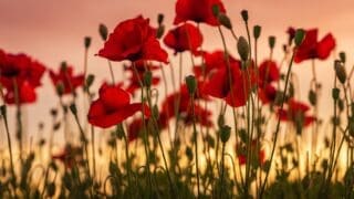 Red poppies growing in a field