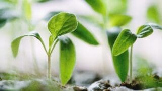 Seedlings growing