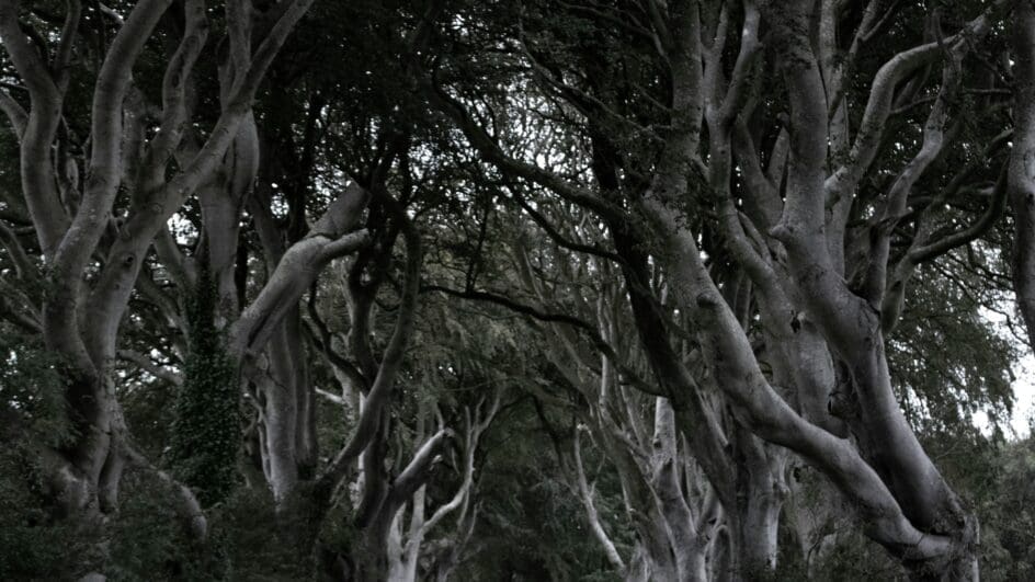 Game of Thrones trees avenue at Dark Hedges in Ireland