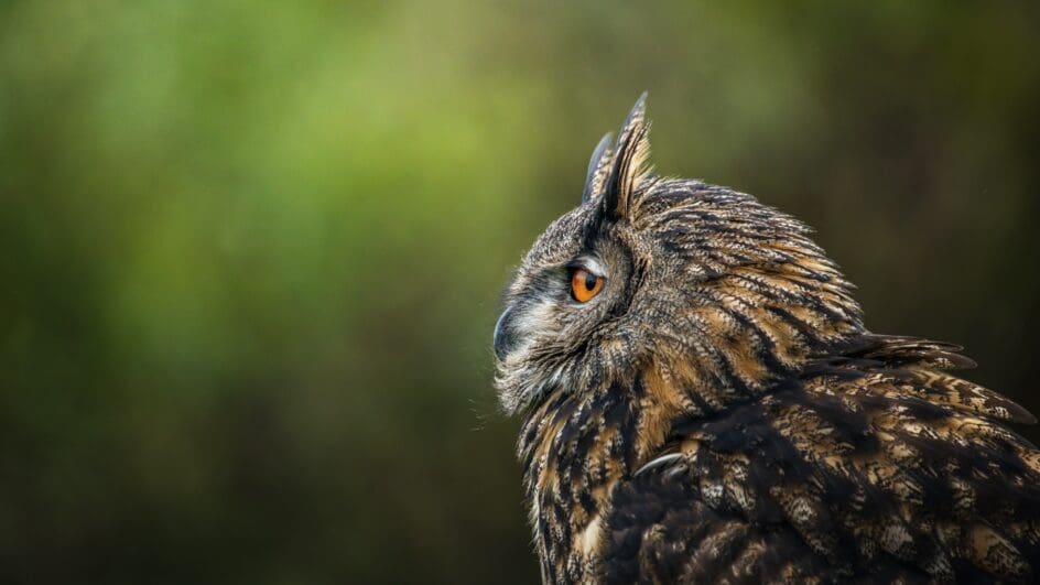 Eagle Owl in New York City