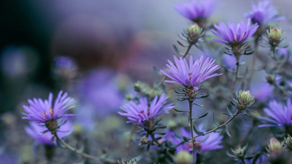 Asters