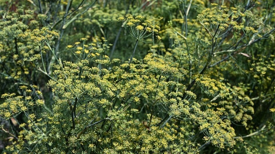 Fennel flowering