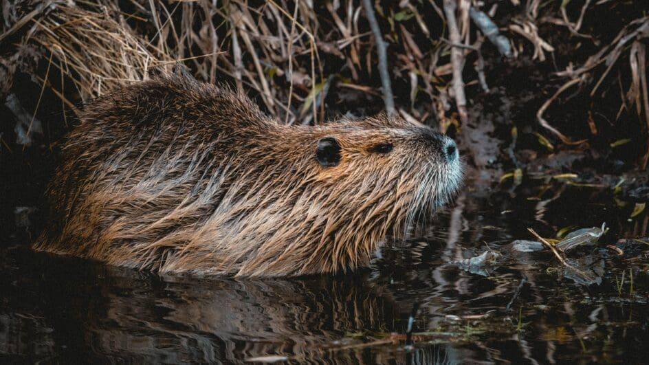 Beaver