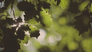 Oak leaf