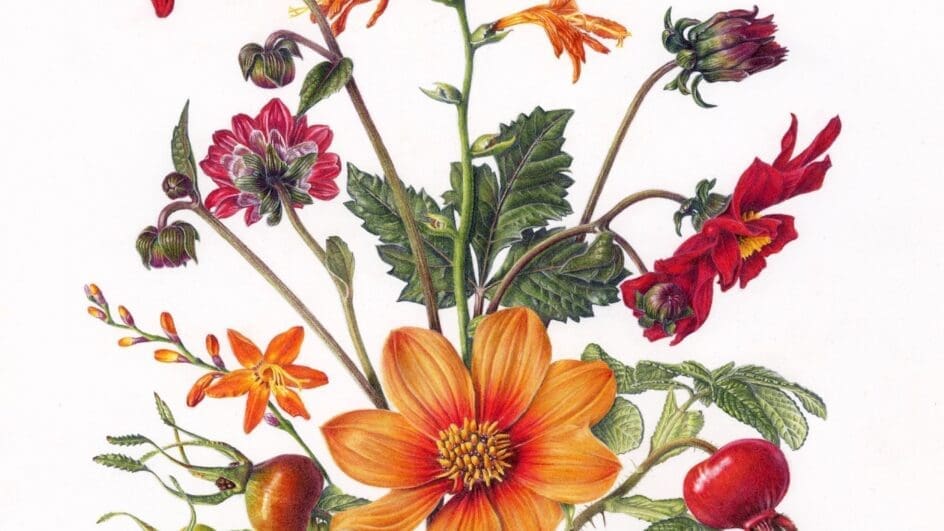 Caroline Buckley botanical artist drawing of late summer flowers for the Plant Review