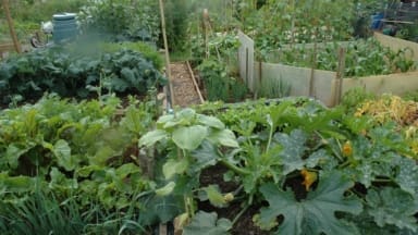 Combe Allotments