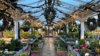 Clifton Nurseries London at Christmas time