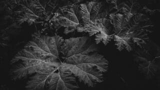 Gunnera manicata
