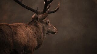 Red deer