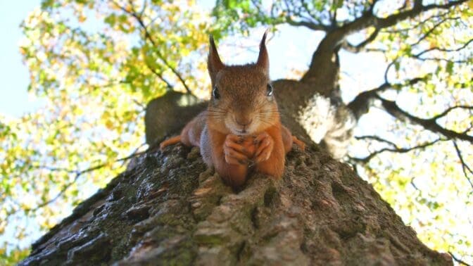 Red squirrel