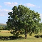 Large ancient ash tree in a summer meadow