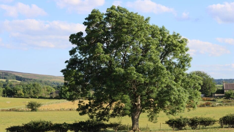 Large ancient ash tree in a summer meadow