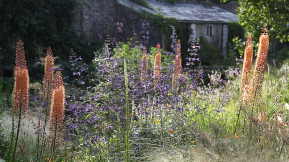 Sarah Price own garden open for the NGS