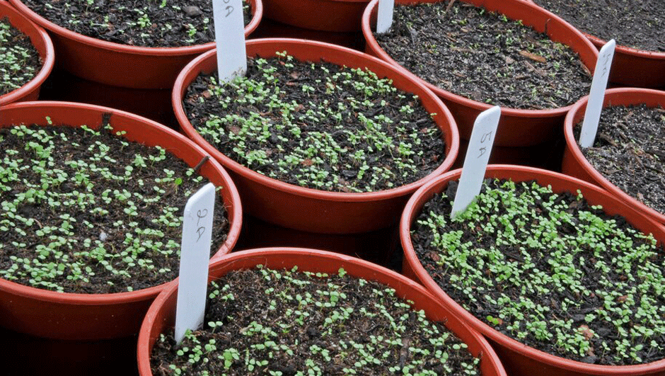 Pots with seedlings growing in peat-free compost