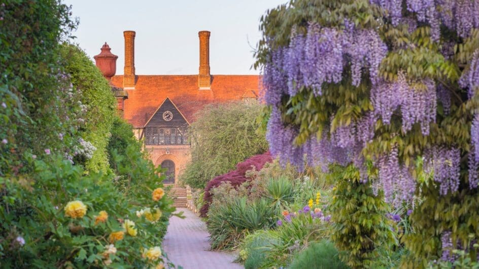 Wisteria in Spring next to Walled Garden, RHS Garden Wisley