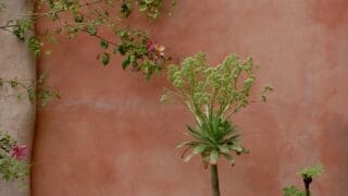 Rendered wall in Sarah Price’s ‘The Nurture Landscapes Garden at RHS Chelsea