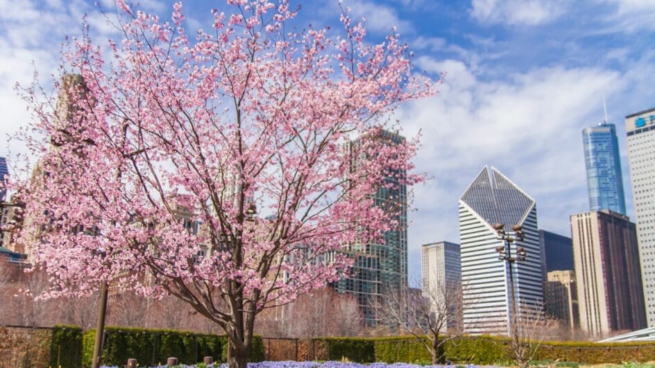 The Lurie Garden Chicago