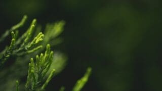 Plants