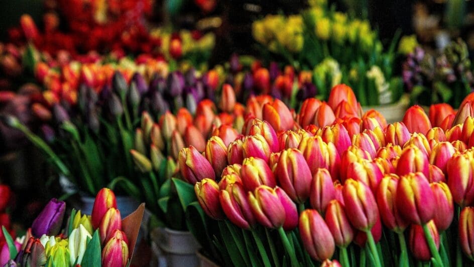 Dutch flower market - tulips in buckets