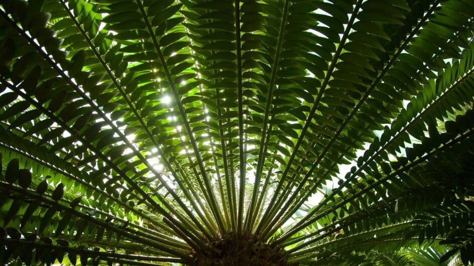 Royal Botanic Garden Edinburgh fern