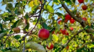 Apple tree